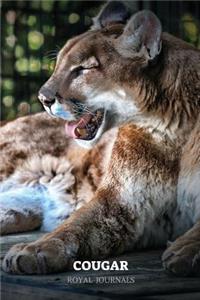 Cougar