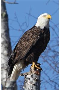 Eagle Perched Blank Journal
