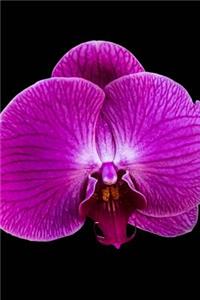 Stunning Deep Purple Orchid Flower Bloom Journal