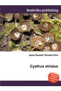 Cyathus Striatus