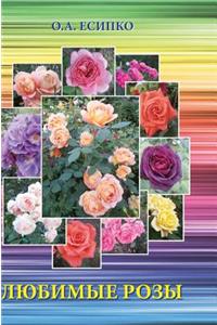 Favorite rose