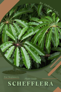 Schefflera