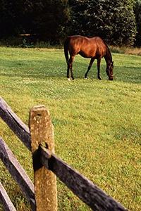 Horse Photo School Composition Book Equine Grazing Bay