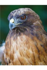 Hawk Blank Sketchbook