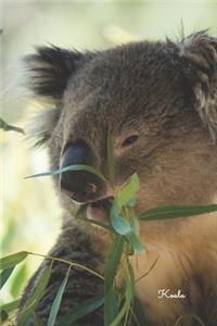 Koala