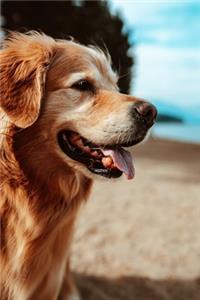 Golden Retriever Dog Pup Puppy Doggie Notebook Bullet Journal Diary Composition Book Notepad - Beach View