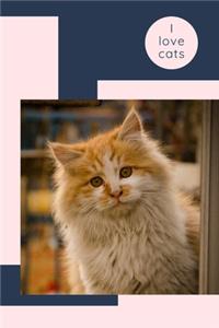 I love cats