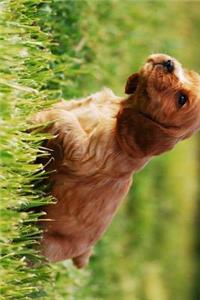 Adorable Cocker Spaniel Puppy in the Grass Journal