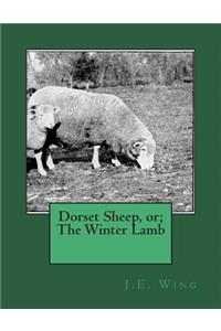 Dorset Sheep, or; The Winter Lamb