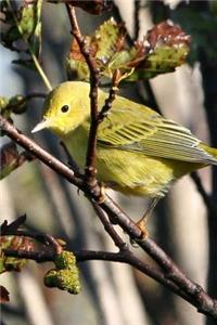 Yellow Warbler (Dendroica Petechia) Bird Journal