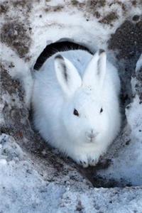 Awesome White Snowshoe Hare Looking Out of the Burrow Journal