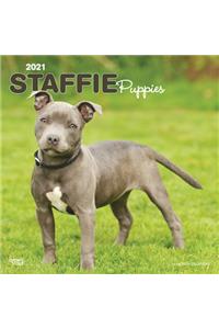 Staffordshire Bull Terrier Puppies 2021 Square Btuk