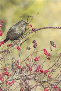 Little Bird Eating Red Berries Journal