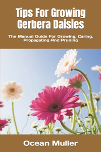 Tips For Growing Gerbera Daisies
