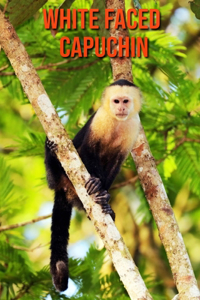 White Faced Capuchin