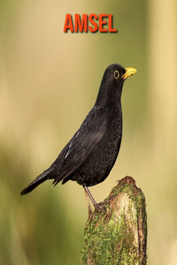 Amsel