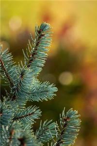 A Delightful Spruce Tree Portrait Journal