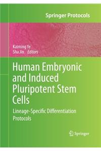 Human Embryonic and Induced Pluripotent Stem Cells