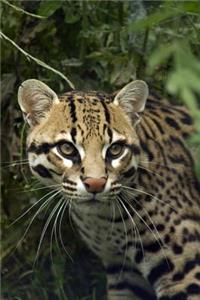 A Lovely Ocelot (Painted Leopard) Journal