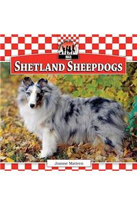 Shetland Sheepdogs