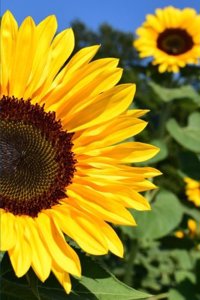 Blank Journal - Sunflowers of Italy