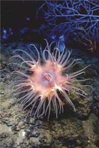 Beautiful Anemone on the Ocean Floor Journal