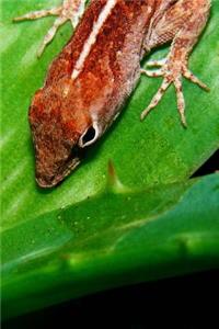 Brown Anole Lizard Journal: 150 Page Lined Notebook/Diary