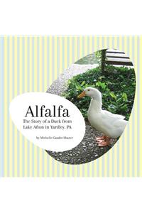 Alfalfa