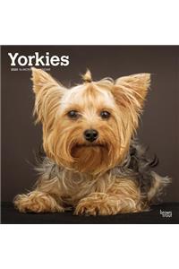 YORKSHIRE TERRIERS INTL 2020 SQUARE WALL
