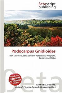 Podocarpus Gnidioides