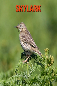 Skylark