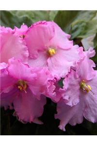 African Violet Gardening Journal