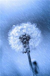 Mind Blowing Dandelion In The Rain