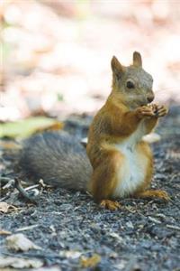 Squirrel Nibbles on a Walnut Journal