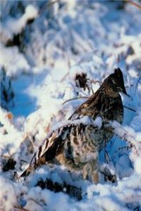 Journal Bird In Snowy Branches