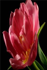 Floral Journal Double Tulip Bloom