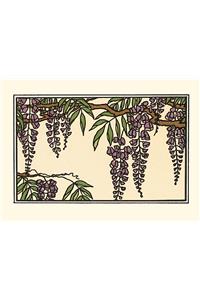 Wisteria Boxed