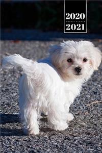 Maltese Dog Calendar Week Planner 2020 / 2021 - Cute Tail