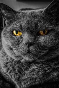 Cat Says, "What Are You Looking At?" Journal