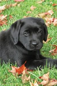 Black Lab Puppy Journal