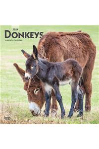 Donkeys 2021 Square