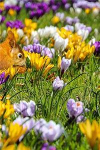 Cute Squirrel Playing Amidst Crocus Flowers