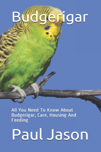 Budgerigar
