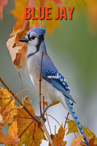 Blue Jay