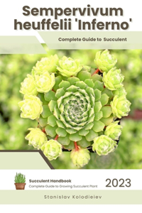 Sempervivum heuffelii 'Inferno'