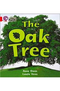 The The Oak Tree Oak Tree