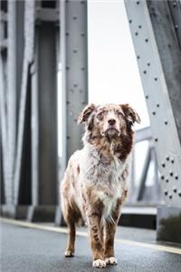 Brown and White Spotted Dog Journal: 150 Page Lined Notebook/Diary