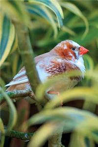 Exotic Birds December Notebook & Journal. Productivity Work Planner & Idea Notepad