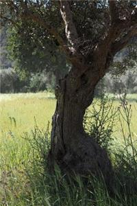 A Gnarled Old Olive Tree in a Field Journal