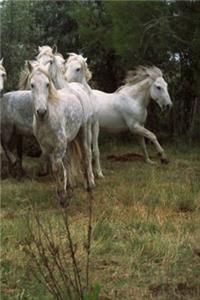 Journal Running Grey Horses Herd Equine